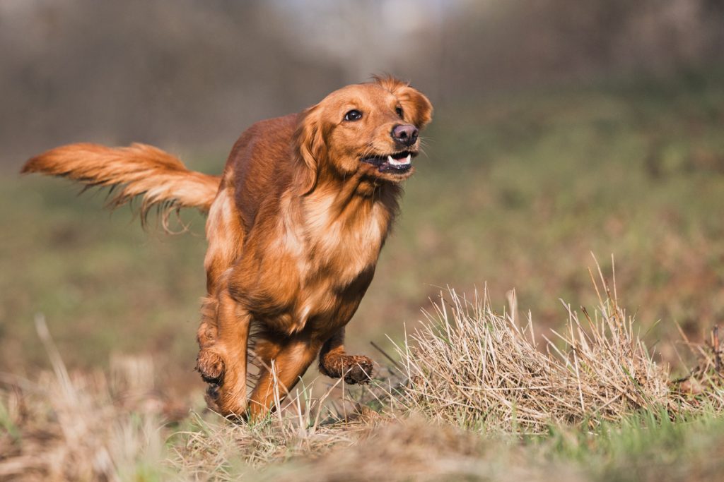 Rennender Hund in der Natur fotografiert vom Hundefotograf Aschaffenburg