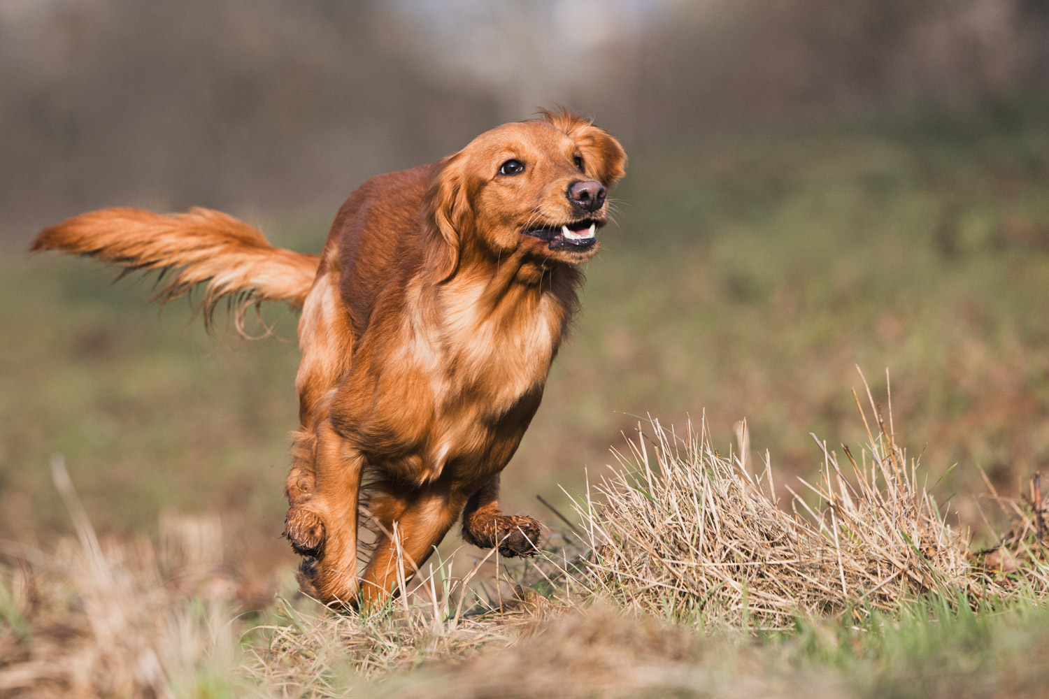 Rennender Hund in der Natur fotografiert vom Hundefotograf Aschaffenburg