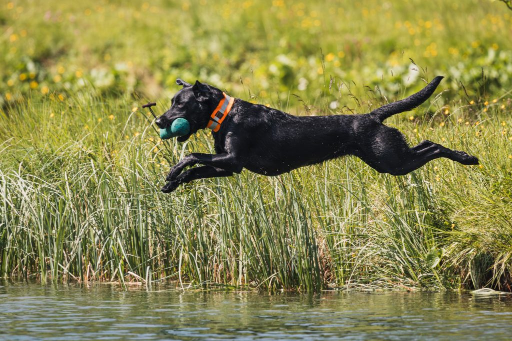 Schwarzer Hund springt mit Dummy ins Wasser – Hundefotograf Aschaffenburg Outdoor