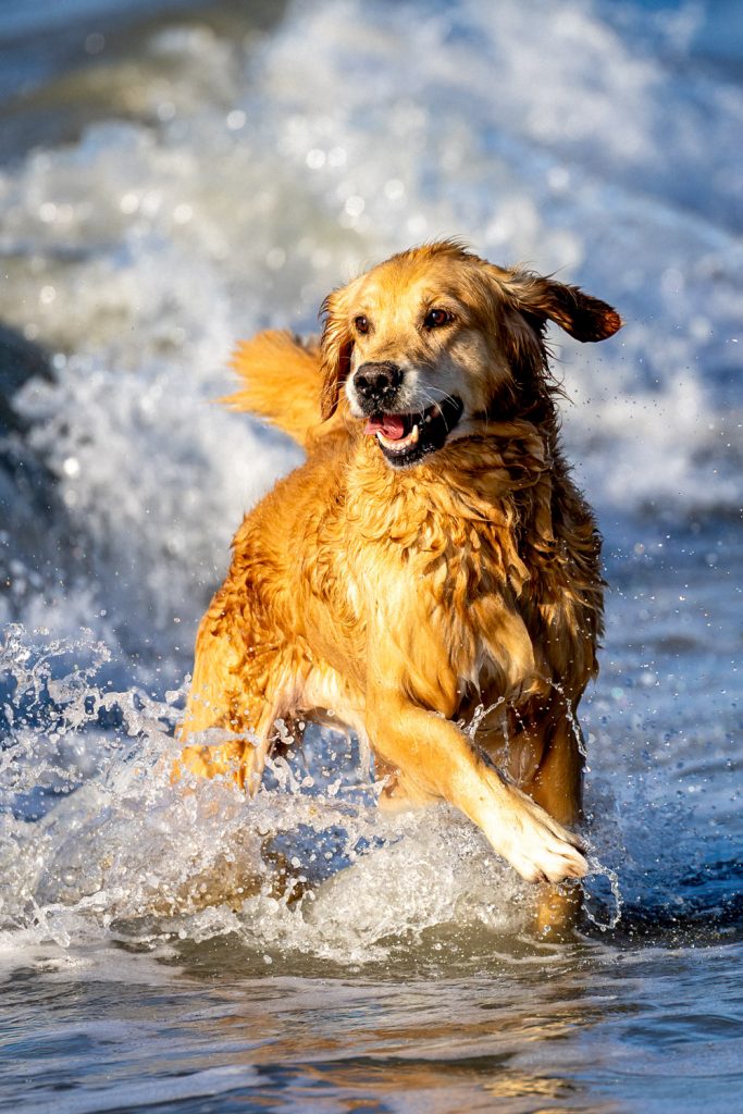 Golden Retriever im Wasser, Hundefotograf Aschaffenburg actionreiches Outdoor-Hundefoto im Spessart
