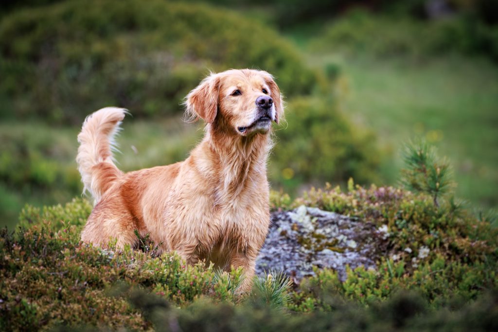 Golden Retriever im Spessart, Fine-Art Hundefotografie Aschaffenburg natürliches Outdoor Porträt