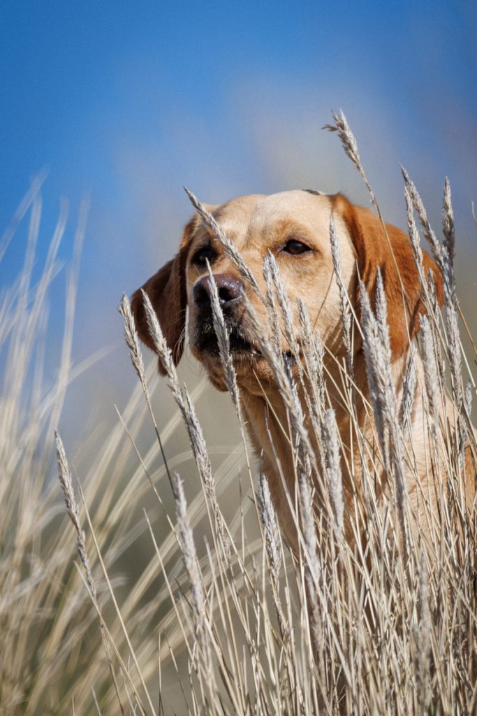 Labrador blickt durch hohes Gras, Outdoor-Hundefotos Spessart Hundefotograf Aschaffenburg natürlich