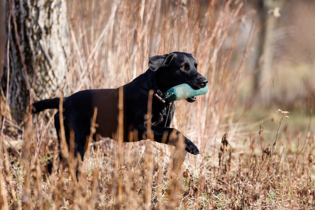 Schwarzer Labrador mit Dummy im Maul, Hundefotograf Aschaffenburg Jagdhund Training outdoor