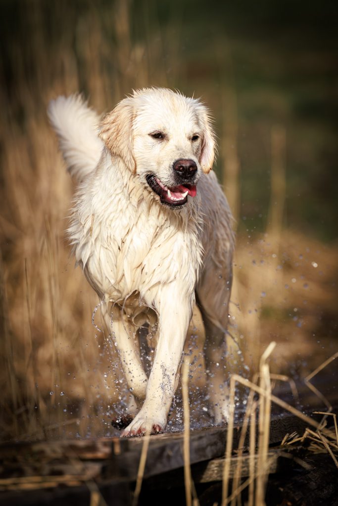Nasser Golden Retriever läuft durch Wasser, Hundefotograf Hanau lebendiges Outdoor-Hundefoto im Spessart