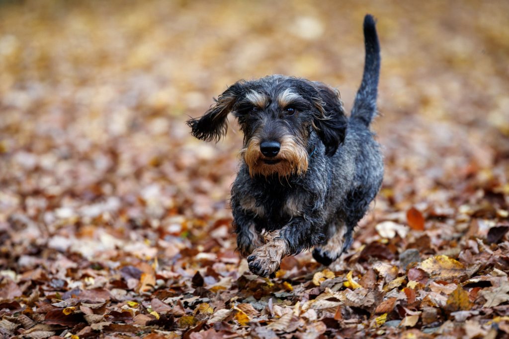 Dackel rennt durch Herbstlaub, Hundefotograf Aschaffenburg Outdoor Shooting actionreich