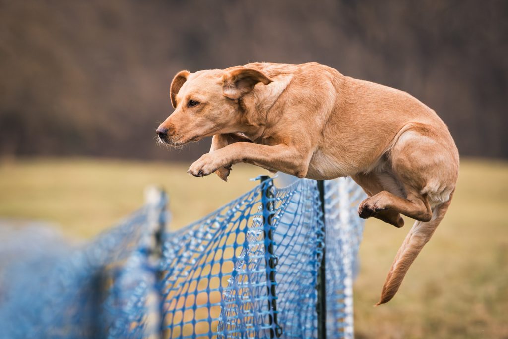 Hund springt über Hindernis, Hundefotograf Aschaffenburg Action Shooting agility draußen