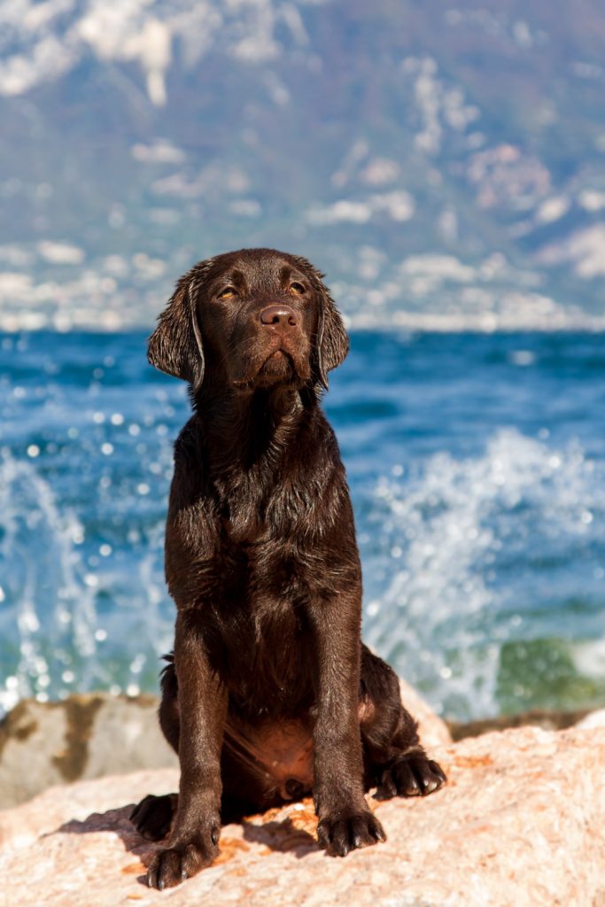 Brauner Labrador am See, Fine-Art Hundefotografie Aschaffenburg stilvolles Outdoor-Hundefoto